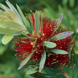 Rince-bouteille 'Little John' / Callistemon Little John